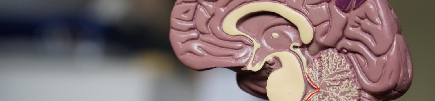 a model of a cross section of a brain