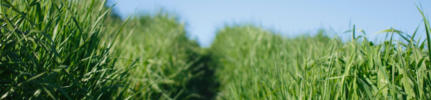 a picture of tall green grass in a field